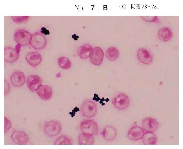 別冊 No.7 B